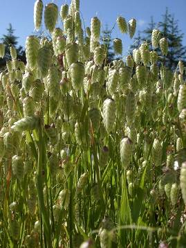 bizia maxima flowers grass
